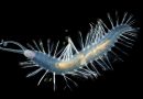 These Deep-Sea Worms Could Live More Than A Thousand Years