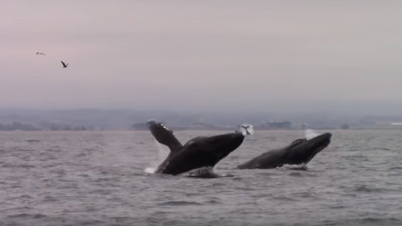 Best of Whale Watching, Monterey California (VIDEO)