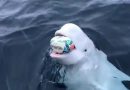 There’s Something You Need To Know About That Viral Video Of A Beluga Whale Playing Fetch (VIDEO)