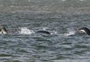 Scottish whisky worker captures ‘clearest ever photo of Loch Ness Monster’ (VIDEO)