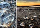 Thousands of strange-looking ‘alien’ creatures wash up on British beach